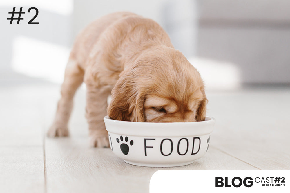 Stunning Canine Food Allergies Cured With Grain Free Protein Sources And Supplements image