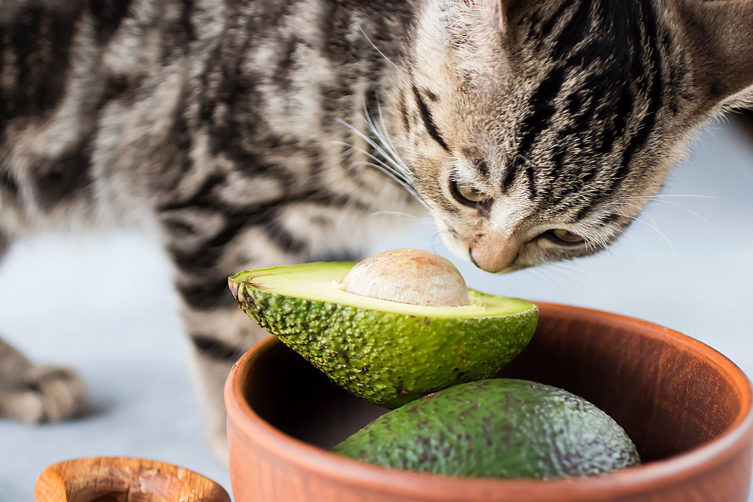 Keeping Your Curious Cat Safe: 10 Foods to Avoid