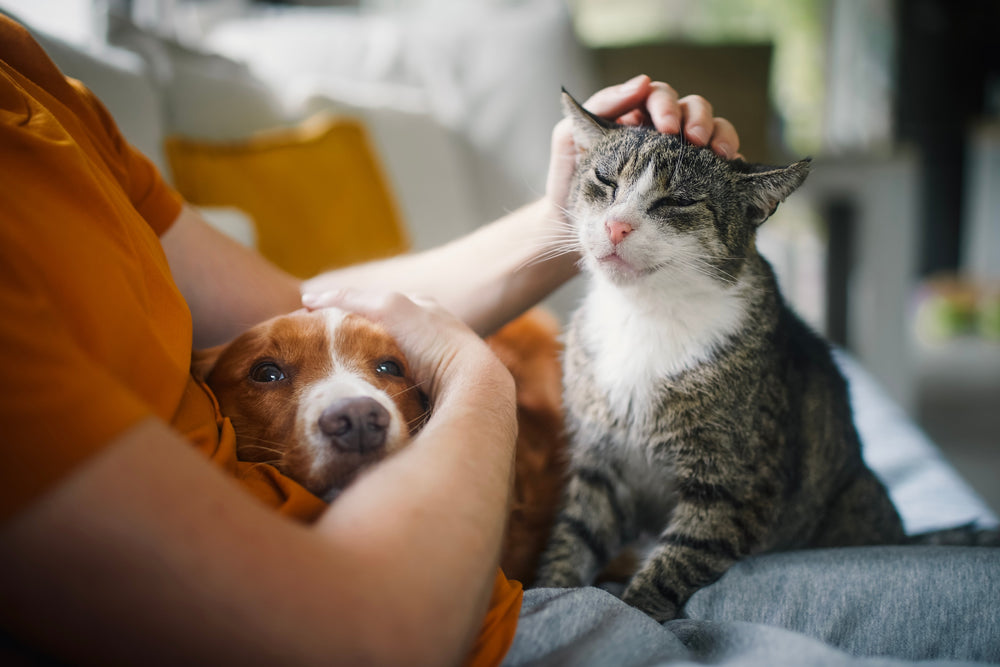 Reasons Why We Cherish Our Beloved Pets So Much